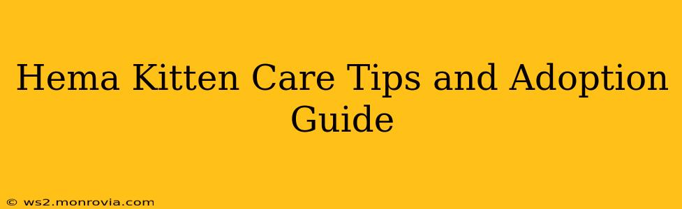 Hema Kitten Care Tips and Adoption Guide